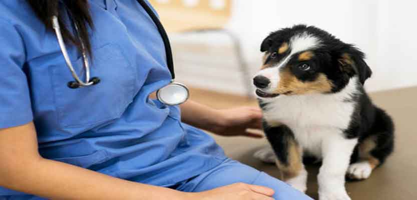 7 Basic Rules Of Proper Pet Care