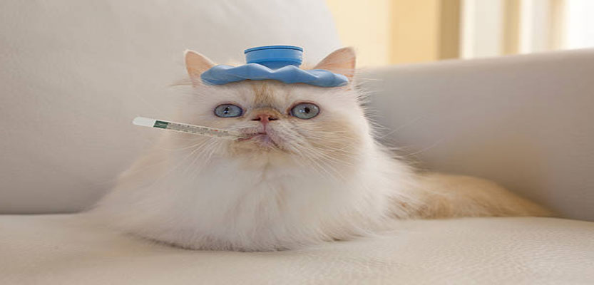 7 Symptoms to Look for to Determine if Your Cat Is Sick or Unwell 7 Symptoms to Look for to Determine if Your Cat Is Sick or Unwell