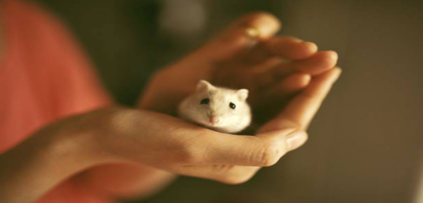All You Must Know Before Adopting Mice For The First Time
