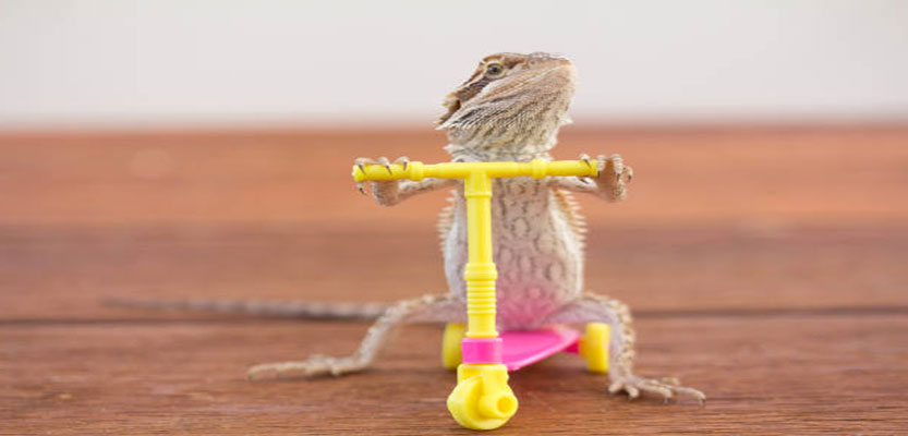 Bearded Dragons: All You Need To Know Before You Adopt One Bearded Dragons: All You Need To Know Before You Adopt One