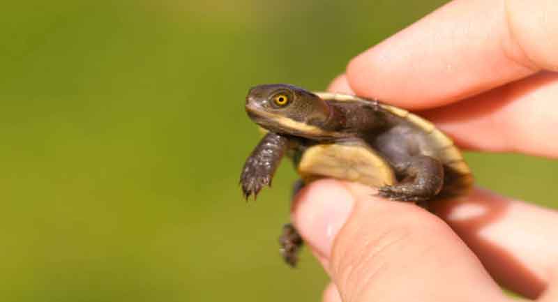 Beginner’s guide on How to Raise A Baby Turtle
