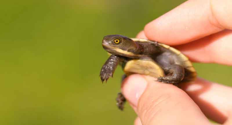 Beginner’s guide on How to Raise A Baby Turtle Beginner’s guide on How to Raise A Baby Turtle