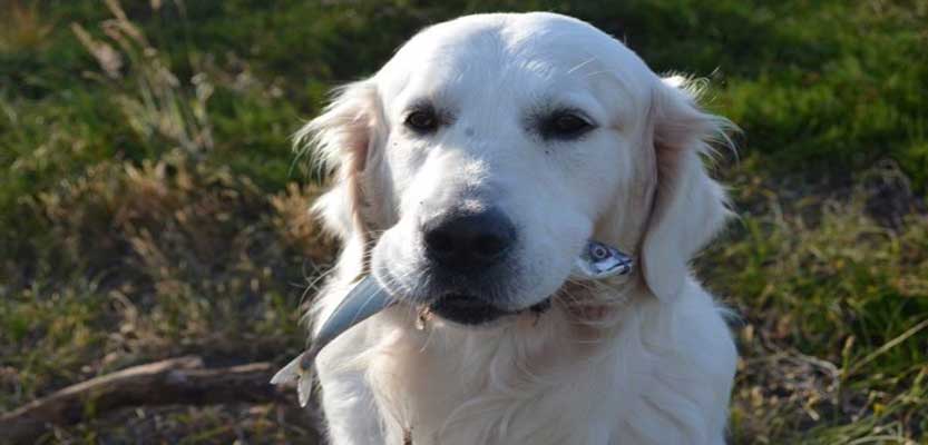 Can dogs eat tuna fish ? Can dogs eat tuna fish ?