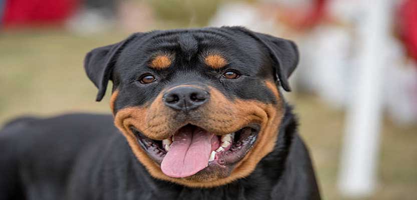 Complete Guide That Rottweiler’s Parents should not miss! Complete Guide That Rottweiler’s Parents should not miss!