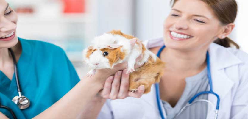 Guinea Pigs, Mice, Rats: What Are The Common Diseases Of Pet Rodents?