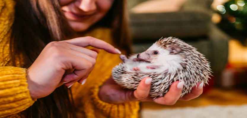 How Good Are African Pygmy Hedgehogs As Pets?