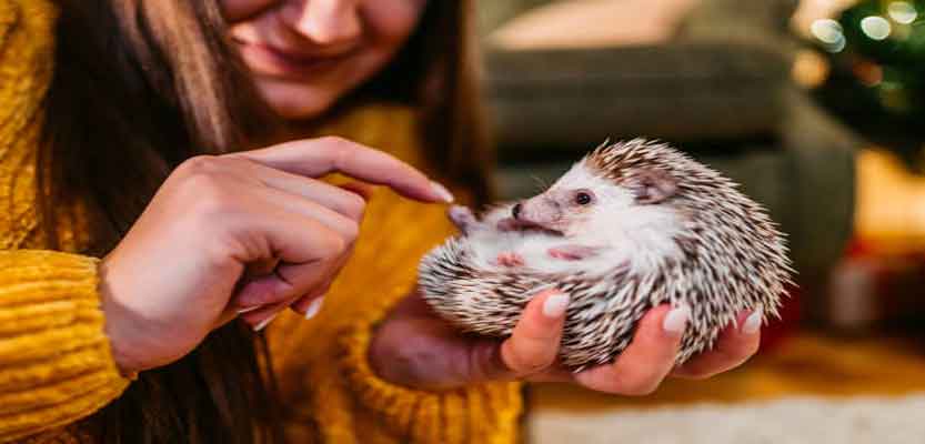 How Good Are African Pygmy Hedgehogs As Pets? How Good Are African Pygmy Hedgehogs As Pets?