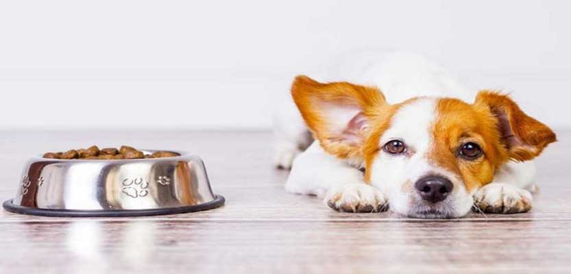 How Long Can a Dog Go Without Food How Long Can a Dog Go Without Food