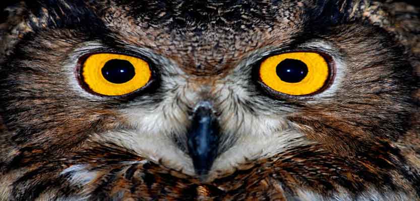 QUIZ : How Much Do You Know About Owls In Harry Potter?