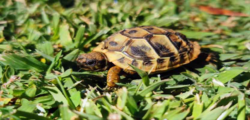 How To Care For A Marginated Tortoise (Testudo Marginata)? How To Care For A Marginated Tortoise (Testudo Marginata)?