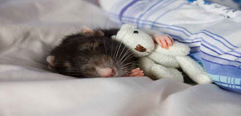 How to Choose a Home for Your Pet Rats?