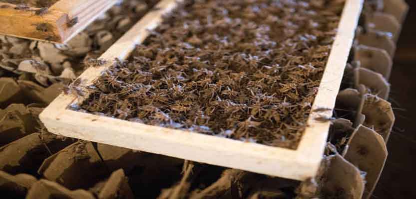 How to Keep Feeder Crickets Alive?
