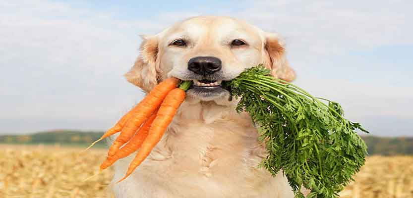 How To Manage Your Pet’s Diet When They Need To Lose Weight How To Manage Your Pet’s Diet When They Need To Lose Weight