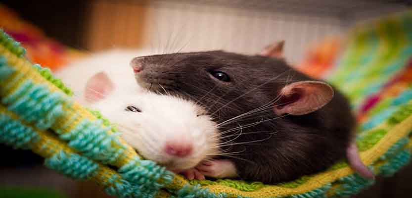 How to pick a pet rat: The Complete Guide