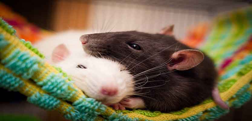How to pick a pet rat: The Complete Guide How to pick a pet rat: The Complete Guide