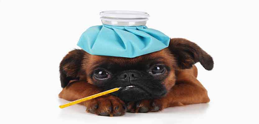 How to Protect Your Pets from Various Diseases?