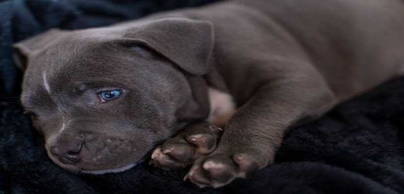 How to Raise a Blue Nose Pitbull Puppy?