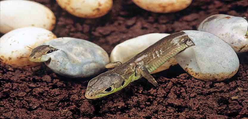 Lizards: Do They Lay Eggs or Give Live Birth?