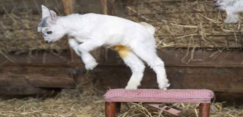 Miniature Goats: A Big Pet That Stays Small Forever