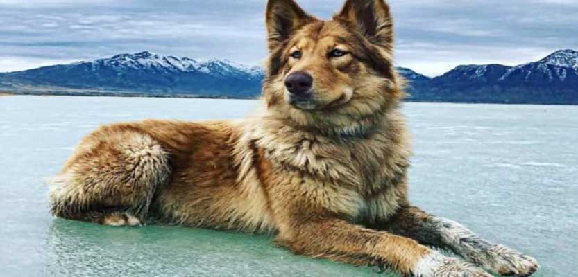 The Complete Guide on Native American Indian Dogs The Complete Guide on Native American Indian Dogs
