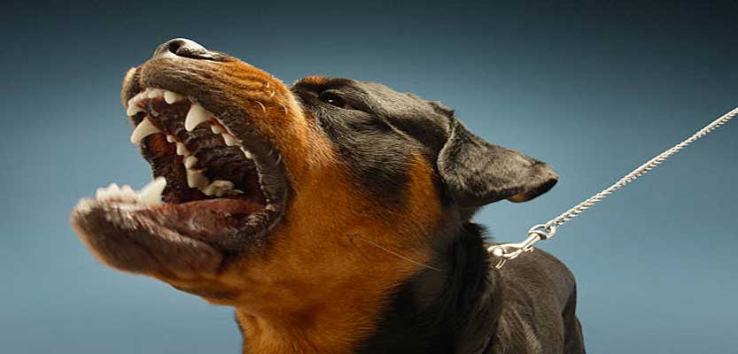 The Complete Guide on Rottweilers