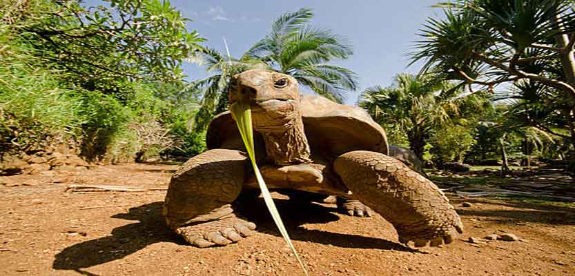 Tortoises: Which Plants And Weeds Are Safe To Eat?
