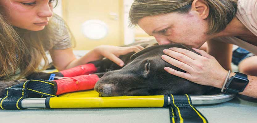 What Are the Signs Your Dog is dying? What Are the Signs Your Dog is dying?