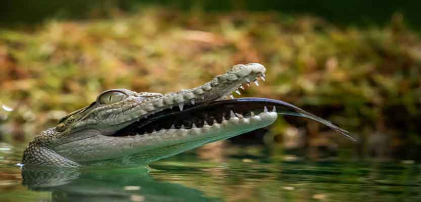 What Do Crocodiles Eat? What Do Crocodiles Eat?