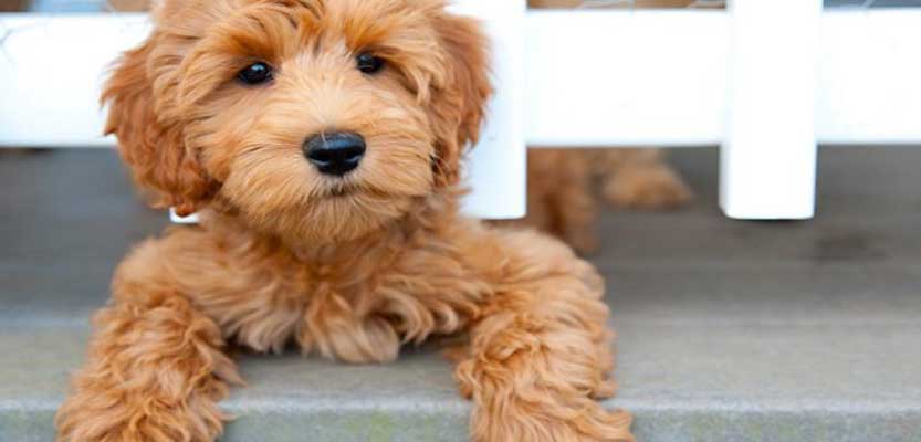 What is the Best Doodle Breed for You? What is the Best Doodle Breed for You?