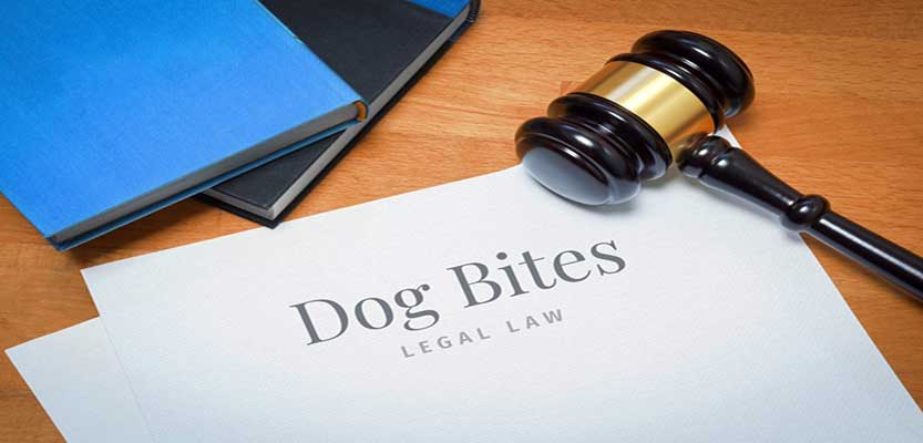 What To Do If Your Dog Bites Or Injures A Person What To Do If Your Dog Bites Or Injures A Person