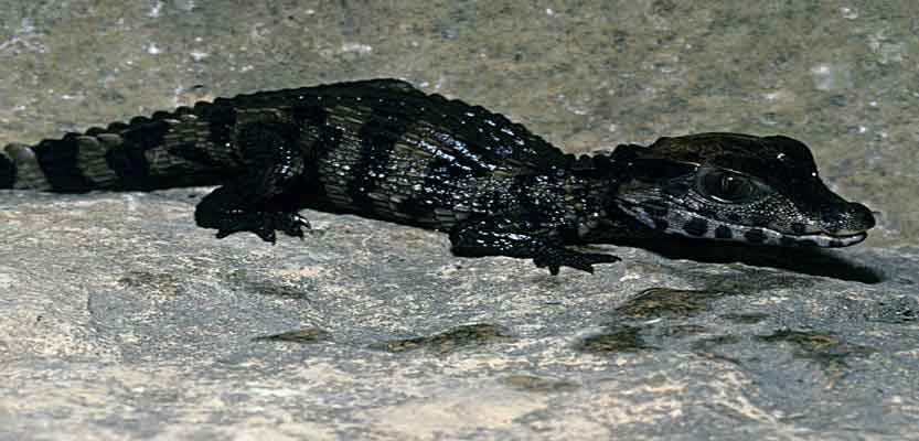 What you need to know about Dwarf Caiman Alligators as Pet What you need to know about Dwarf Caiman Alligators as Pet