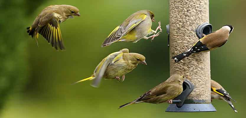 The Merlin App : the Best Bird Identification Application The Merlin App : the Best Bird Identification Application