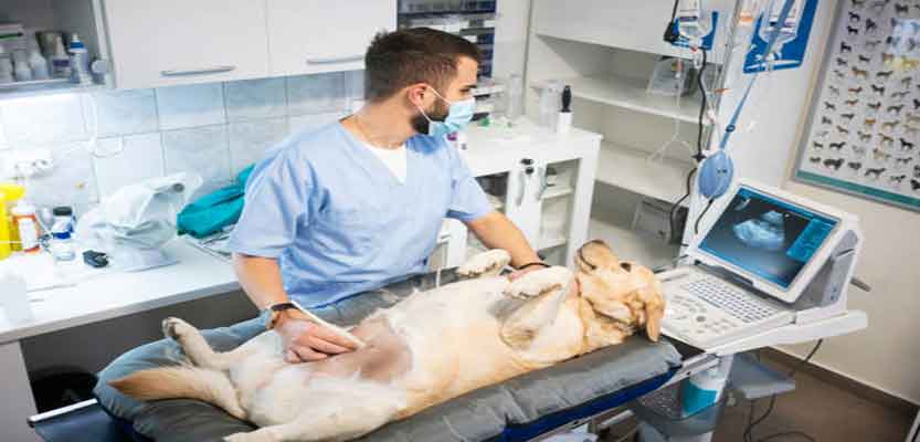 What Are The Early Signs And Symptoms Of Dog Pregnancy What Are The Early Signs And Symptoms Of Dog Pregnancy