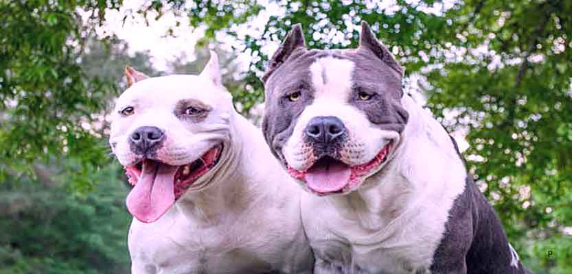 Why Are There So Many Breed Discrimination Laws Against Pitbull Terriers?
