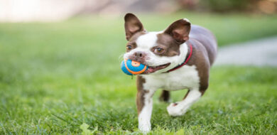 Why Does My Dog Bring Me Toys